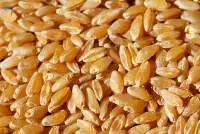 Durun Wheat