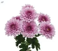 Chrysanthemum Flowers