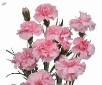 Carnation
