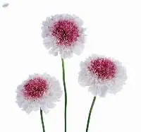 Scabiosa