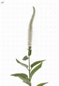Dutch Veronica