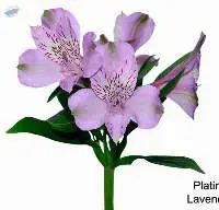 Alstroemeria