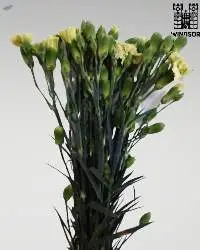 Spray Carnation