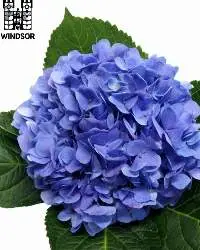 Hydrangea