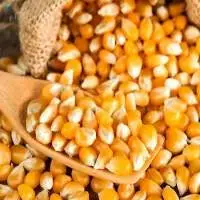 Yellow Maize