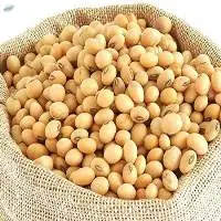 Soybean Seeds