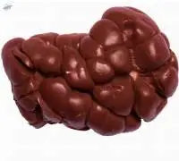 Fresh Beef Kidney