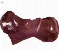 Fresh Beef Liver