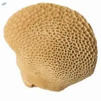 Fresh Beef Honey Comb
