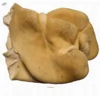 Fresh Beef Tripe
