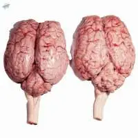 Fresh Beef Brains