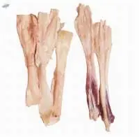 Fresh Beef Tendons