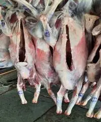 Mutton