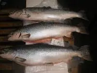 Salmon Fish