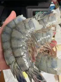 Shrimps & Seafood