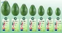 Hass Avocado