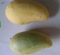 Mango Amropalee