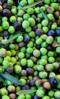 Olive