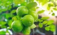 Fresh Lemon