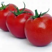 Fresh Tomato