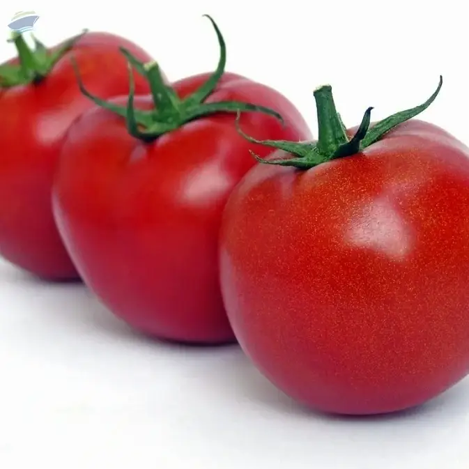 Fresh Tomato