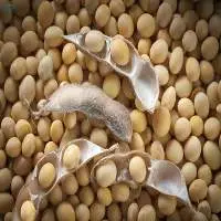 Top Quality Non GMO Soybean