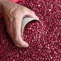 Organic Red Kidney Beans For Sale