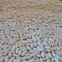 White Kidney Beans