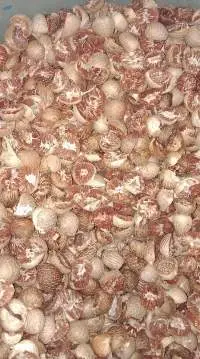 Dried Betel Nut Whole And Split
