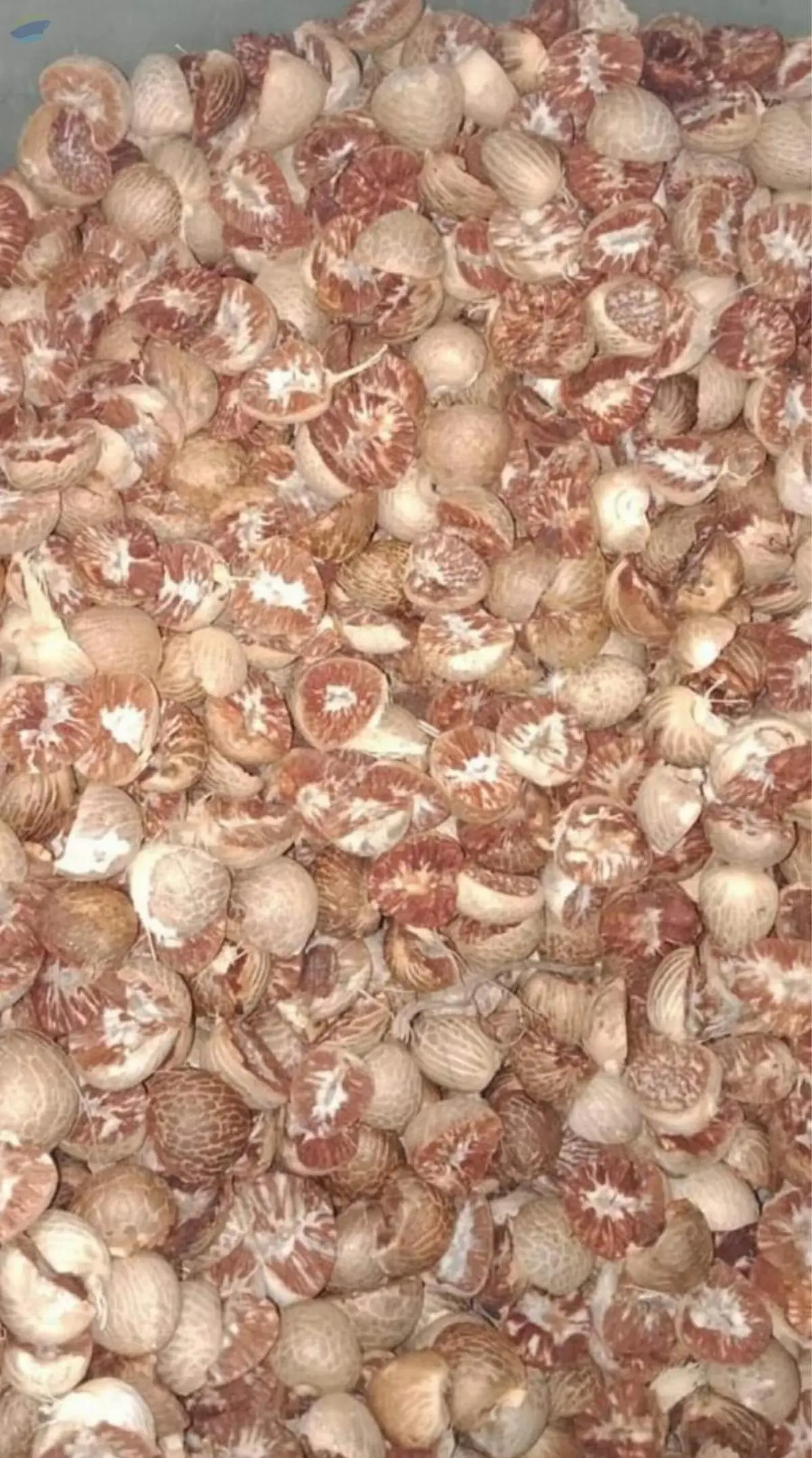 Dried Betel Nut Whole And Split