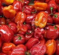 Chili Habanero