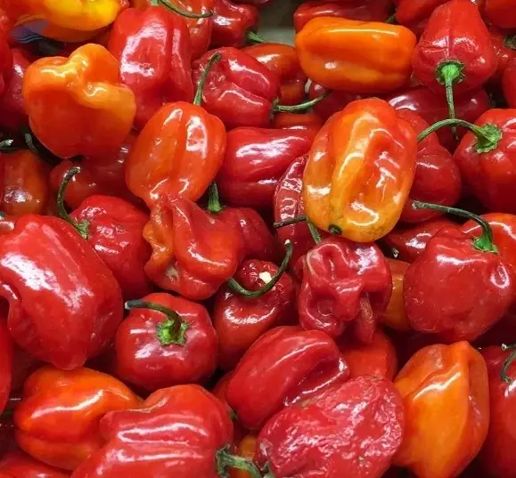 Chili Habanero