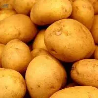 Potato/Indian Fresh Potato