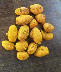 Bulb Turmeric/Gatta Turmeric/Round Turmeric