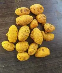 Bulb Turmeric/Gatta Turmeric/Round Turmeric