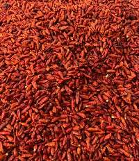 African Birds Eye Chilies