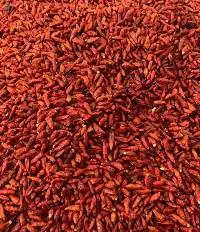 African Birds Eye Chilies