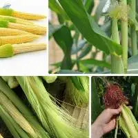 Baby Corn