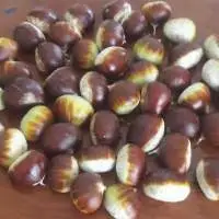 Chestnut
