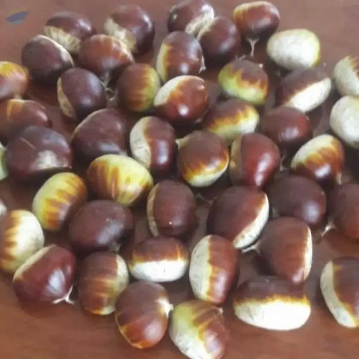 Chestnut