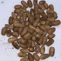 Nutmeg