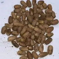 Nutmeg