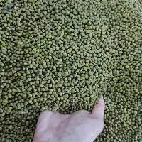 Mung Bean