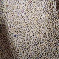 Soybean