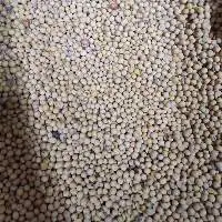 Soybean
