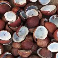 Copra (Dry Coconut)