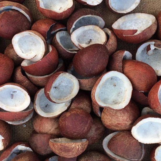 Copra (Dry Coconut) by Vibgyor Enterprises. Supplier from India