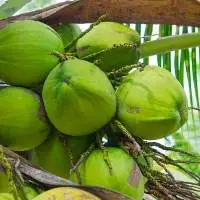 Tender Coconut Grade A 