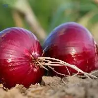 Nashik Red Onion