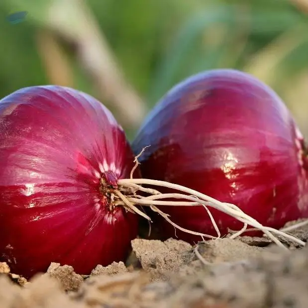 Nashik Red Onion